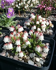 Cassiope 'Muirhead' - 8cm pot